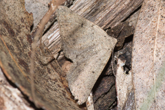 Taxeotis reserata