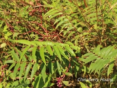 Zanthoxylum ailanthoides