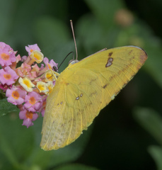 Catopsilia gorgophone