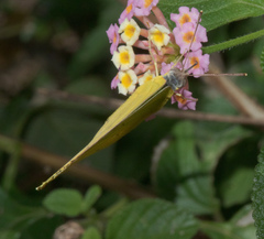 Catopsilia gorgophone