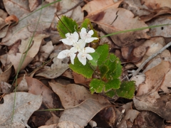 Xanthosia rotundifolia