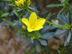 Linum arboreum