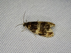 Celypha aurofasciana