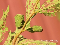 Agomadaranus pardaloides