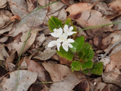 Xanthosia rotundifolia