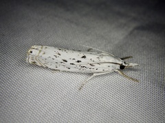 Chrysoteuchia distinctellus