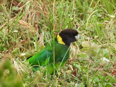 Barnardius zonarius