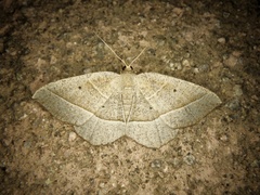 Rhynchobapta cervinaria