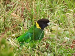 Barnardius zonarius