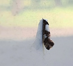 Monopis icterogastra