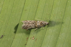 Oryctometopia fossulatella