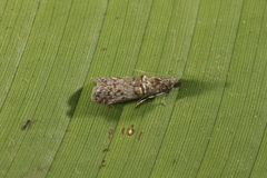 Oryctometopia fossulatella