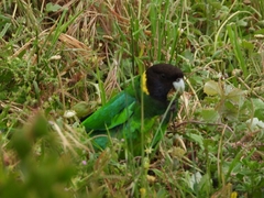Barnardius zonarius