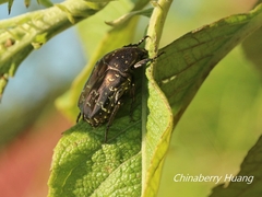 Protaetia orientalis sakaii