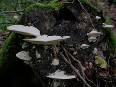 Trametes gibbosa