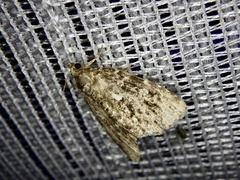 Protodeltote distinguenda