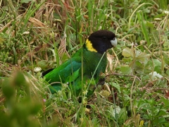 Barnardius zonarius
