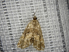 Elophila turbata