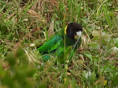 Barnardius zonarius