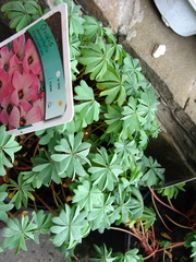 Oxalis adenophylla