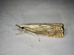Chrysoteuchia diplogrammus
