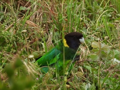 Barnardius zonarius