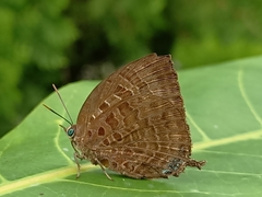 Arhopala centaurus
