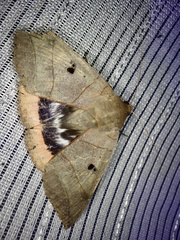 Thyas juno