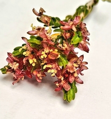 Passerina corymbosa