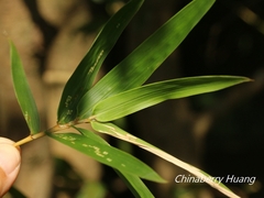 Bambusoideae