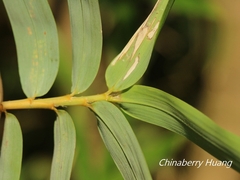 Bambusoideae