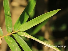 Bambusoideae