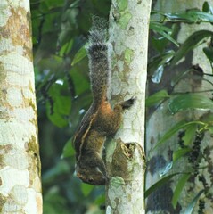 Funambulus tristriatus