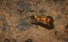 Nemophora opalina