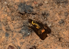 Nemophora opalina