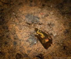 Nemophora opalina
