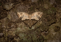 Chrysolarentia phaedra