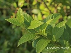 Maesa perlaria formosana