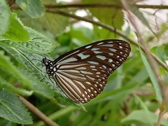 Ideopsis vulgaris