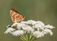 Euphydryas aurinia