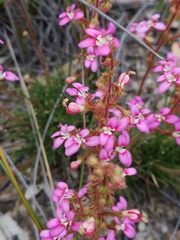 Stylidium leptophyllum