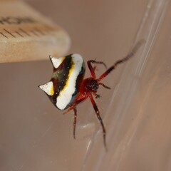 Poecilopachys australasia