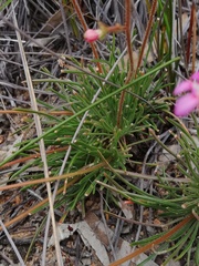 Stylidium leptophyllum