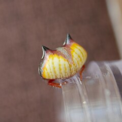 Poecilopachys australasia