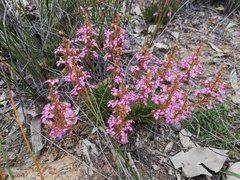 Stylidium leptophyllum