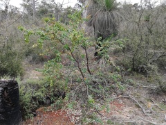 Hakea prostrata