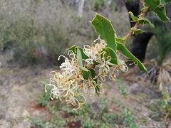 Hakea prostrata