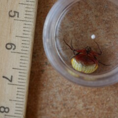 Poecilopachys australasia