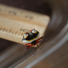 Poecilopachys australasia