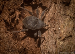 Onidistus araneus
